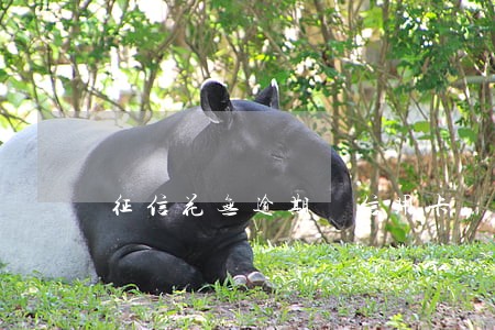 征信花无逾期 信用卡 征信花无逾期 信用卡
